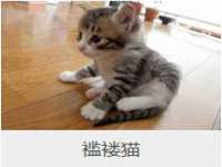 上海伊非网络工作室