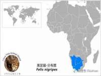 上海伊非网络工作室