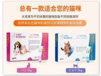 上海伊非网络工作室